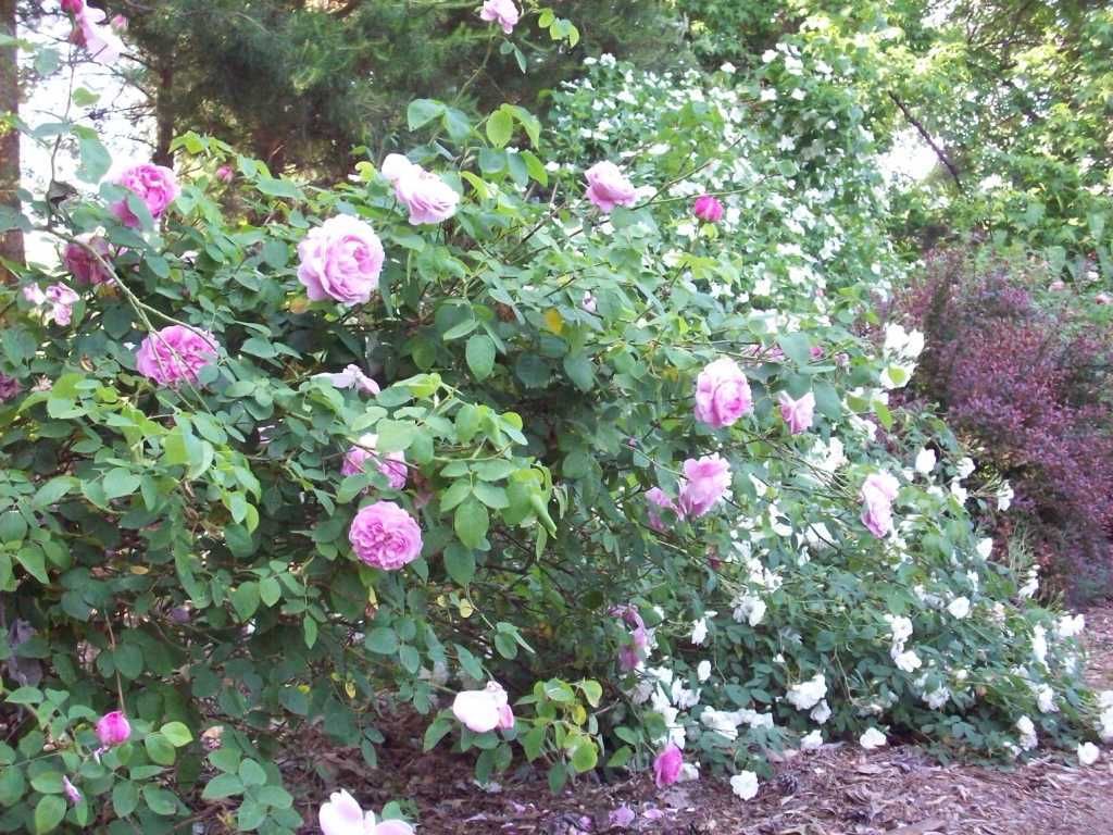 Mary Rose, Nastarana